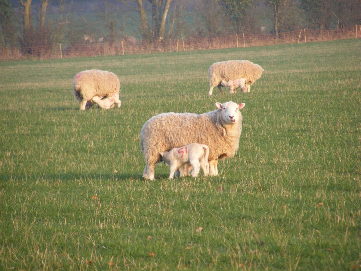 Marshwood Farm B&B And Shepherds Hut Dinton  Exteriör bild